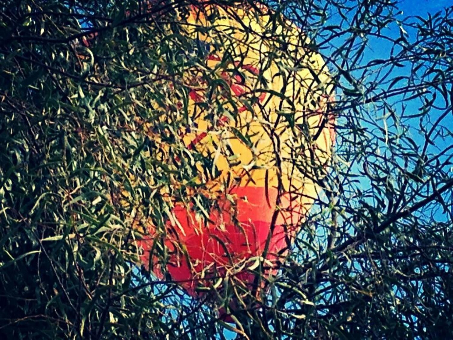 Just passing by the branches