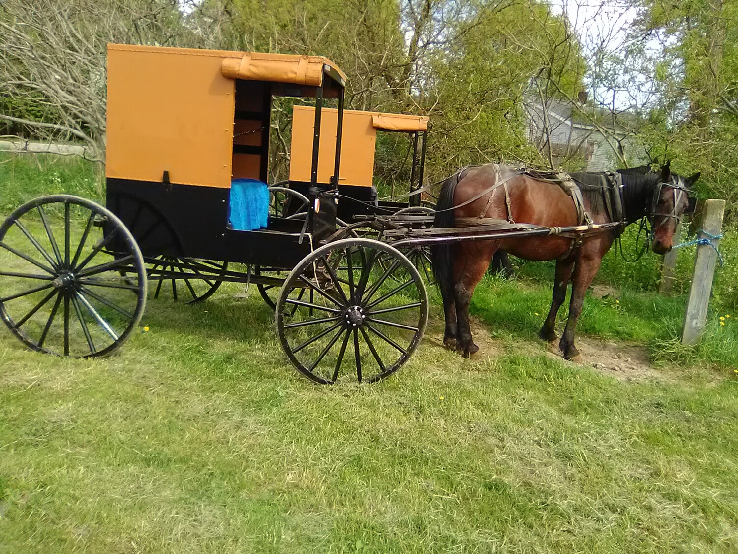 Amish horse and buggy