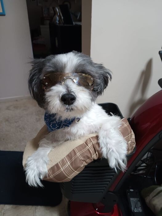 Sulley out for a ride