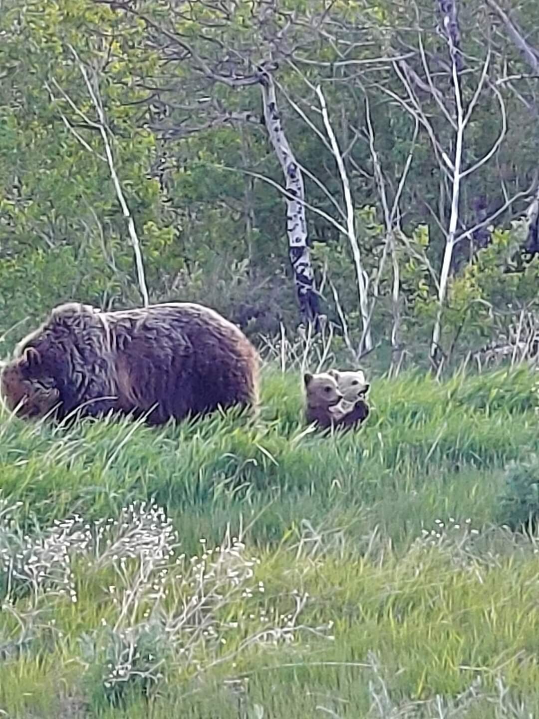 "Waiting Patiently for Mama Bear"