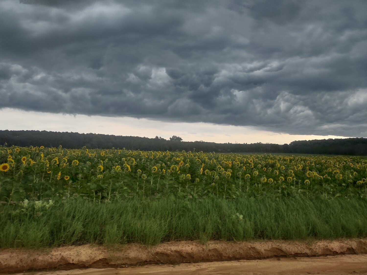 Sunflowers in the storm