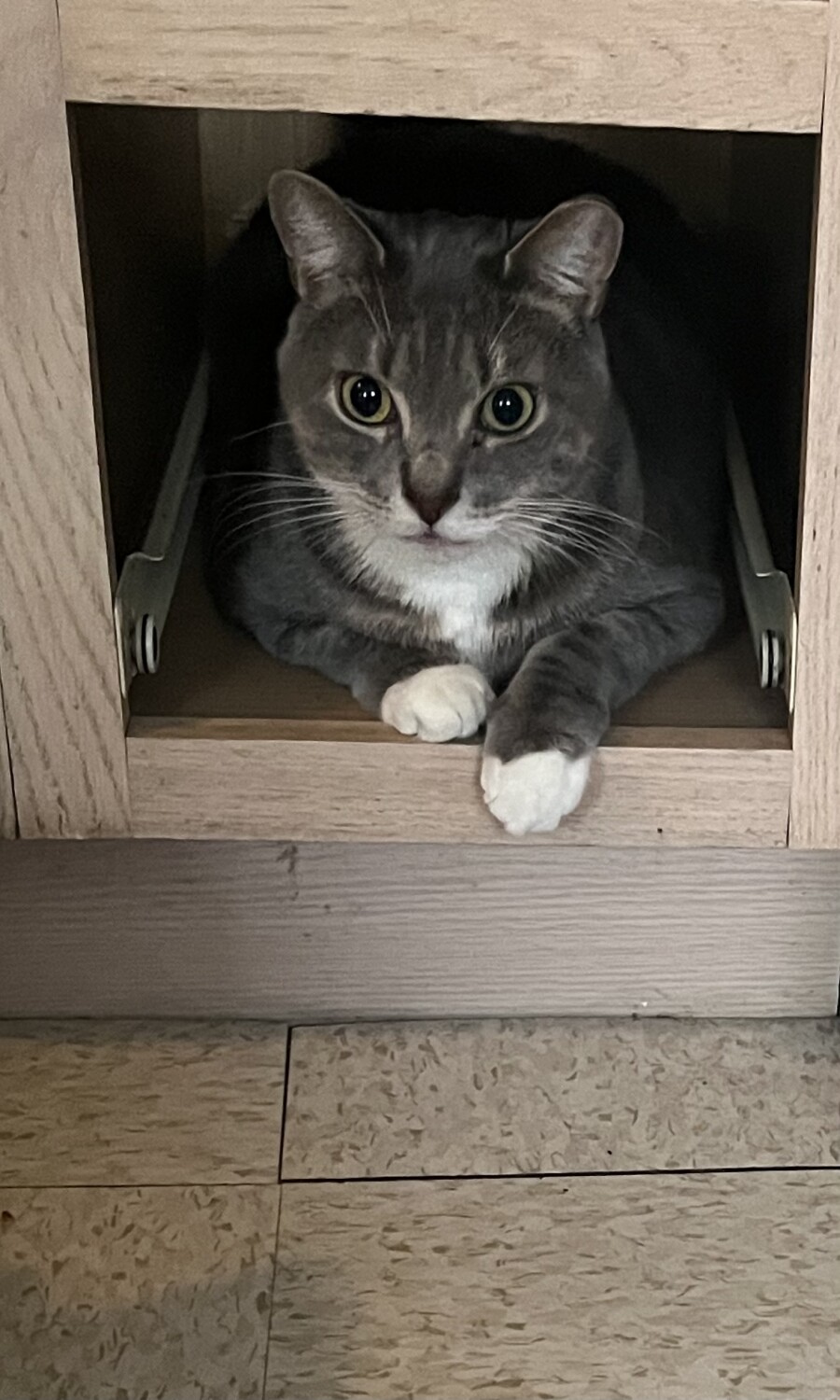 Curious Cabinet Seeker
