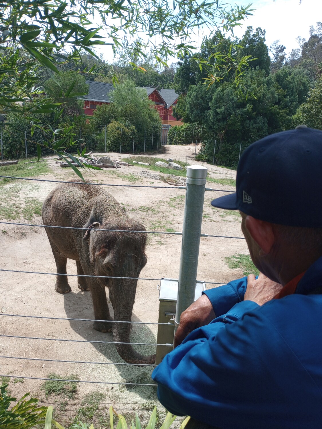 Admirando al elefante