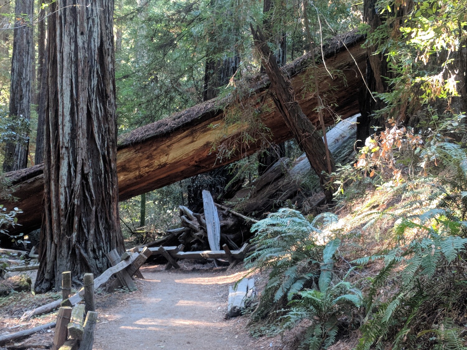 Fallen redwood