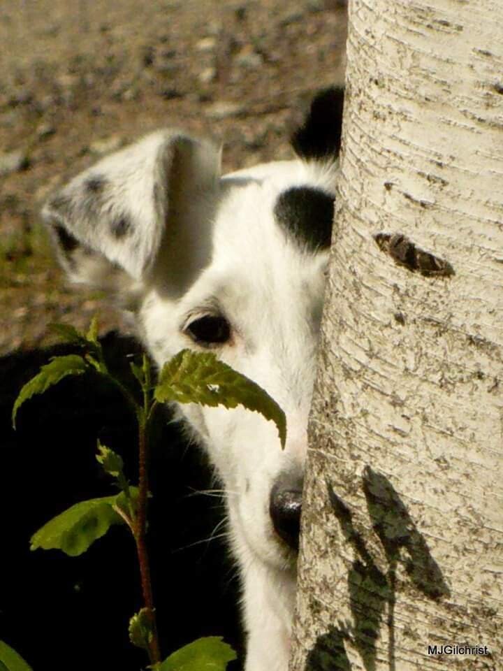 IZZY....heard the words "Bath day"!
