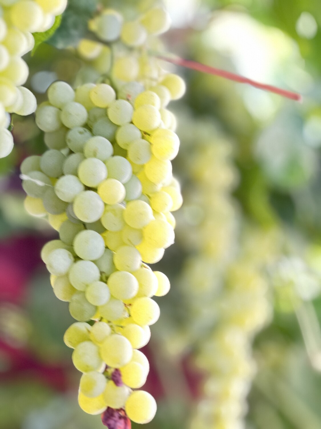 Circles of Abundance