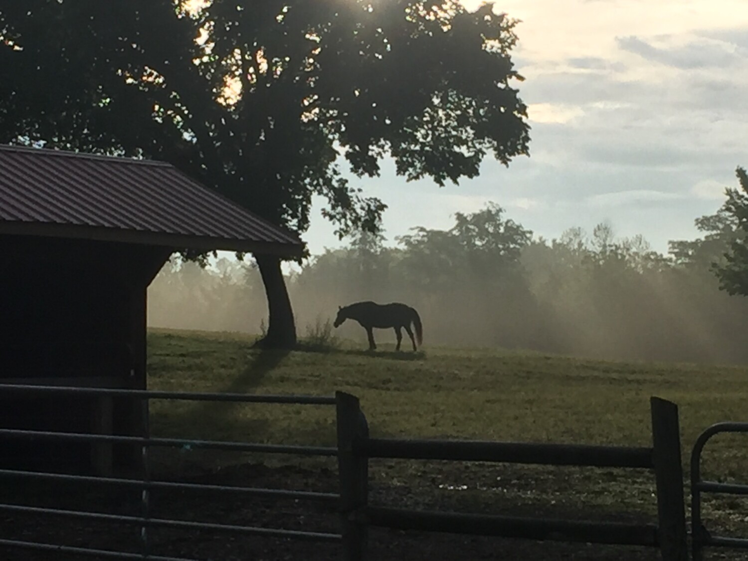 Early Morning on the Farm