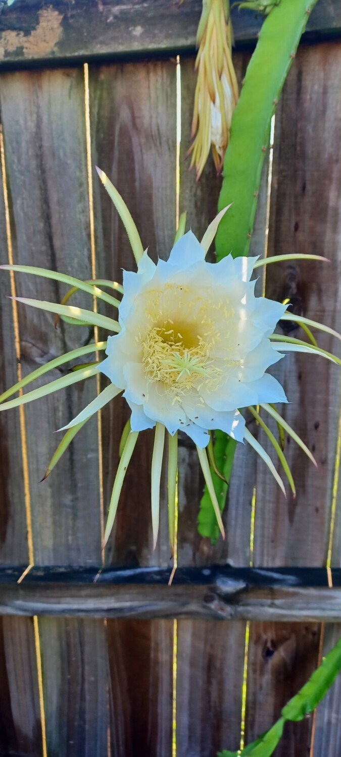 Dragon fruit flower