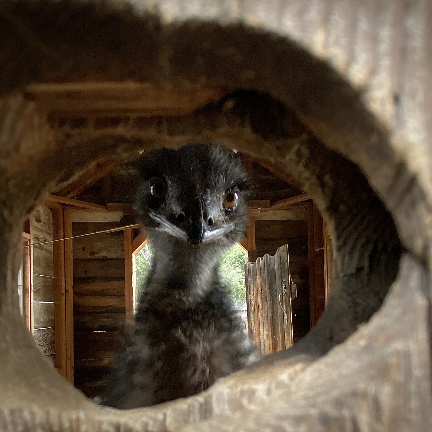Emu Peek-a-boo