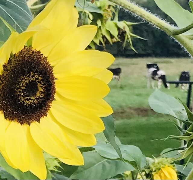 Sunflower cow