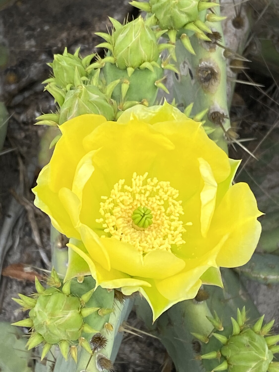 Cactus Flower
