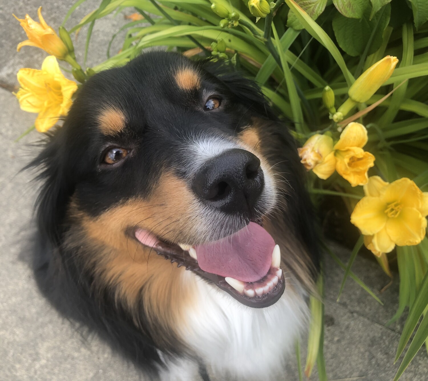 Bunny with Marigolds