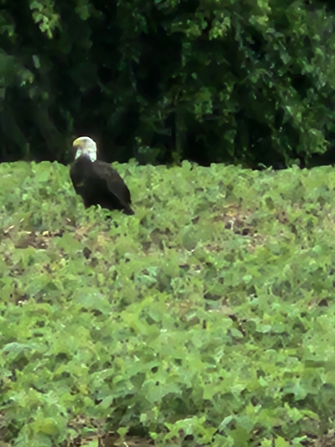 The Land if the Free