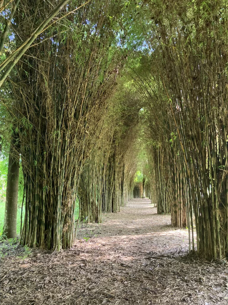 Bamboo Canopy.