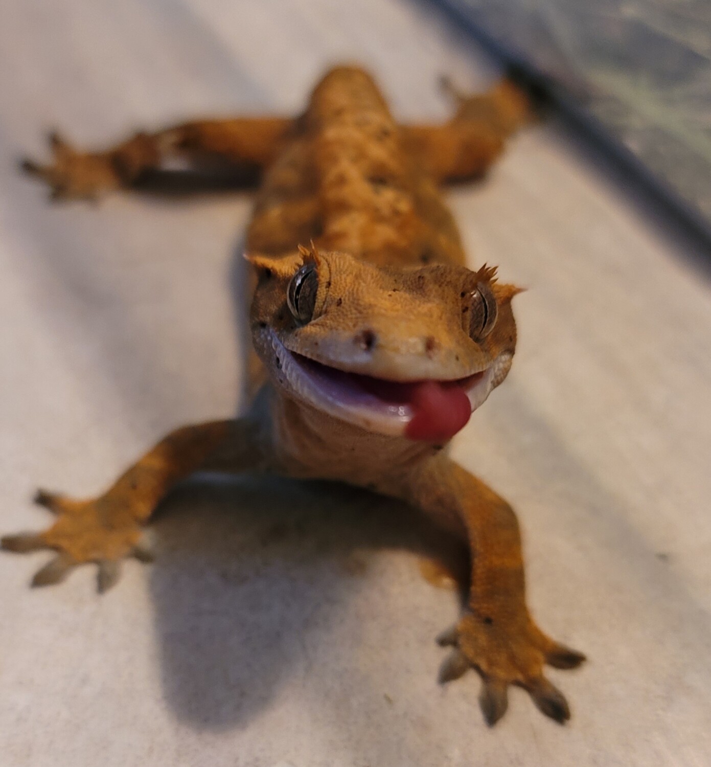Bruni the crested gecko