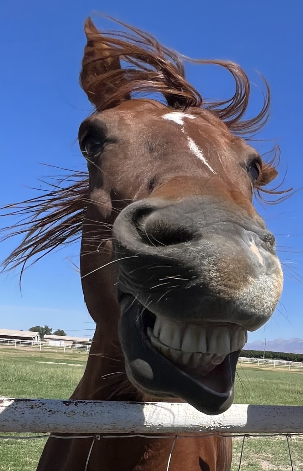My Happy Horse