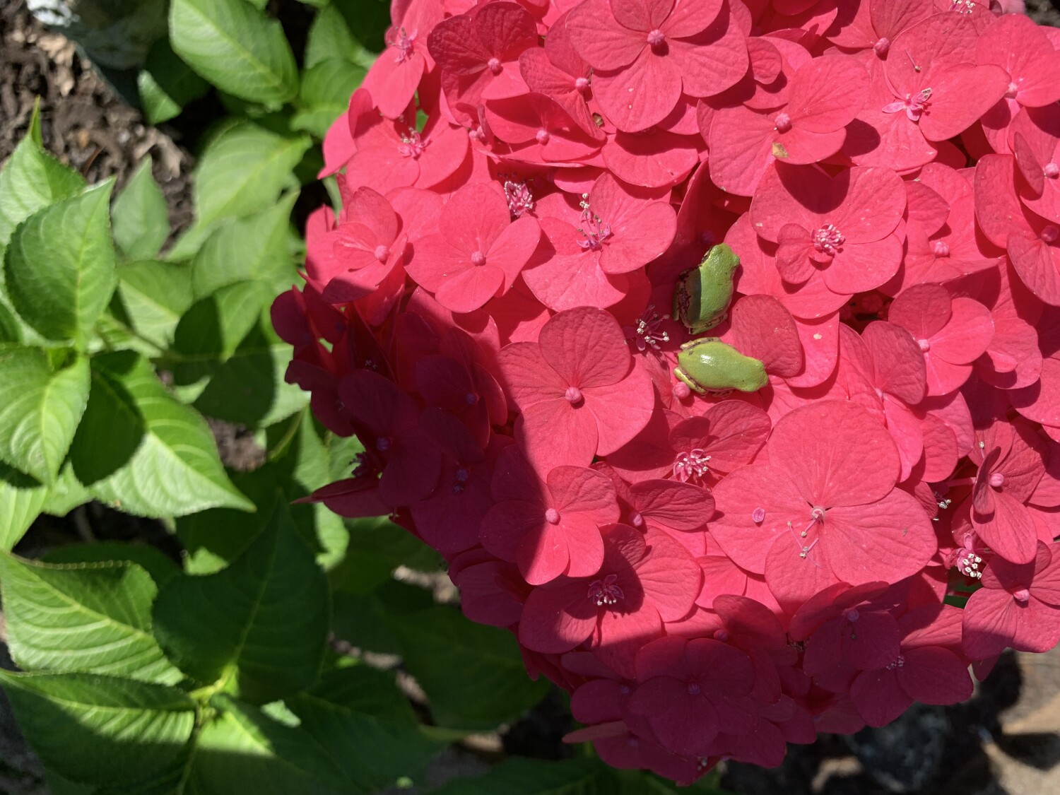 Frogs relaxing in hydrangea