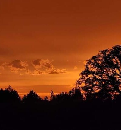 Something in the Orange