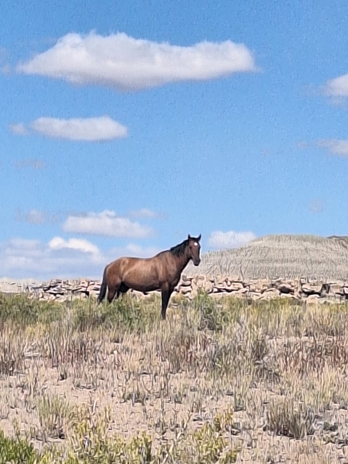 Running wild and free