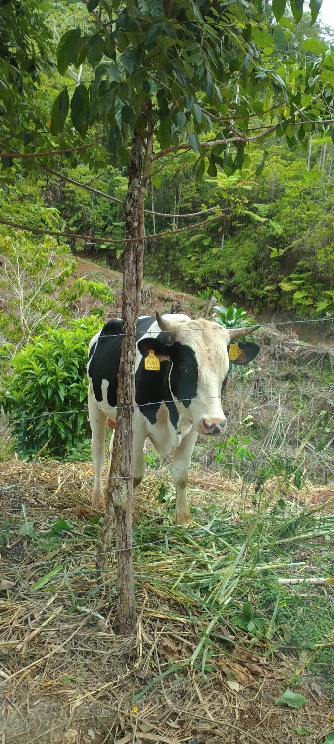 Chilling  cow