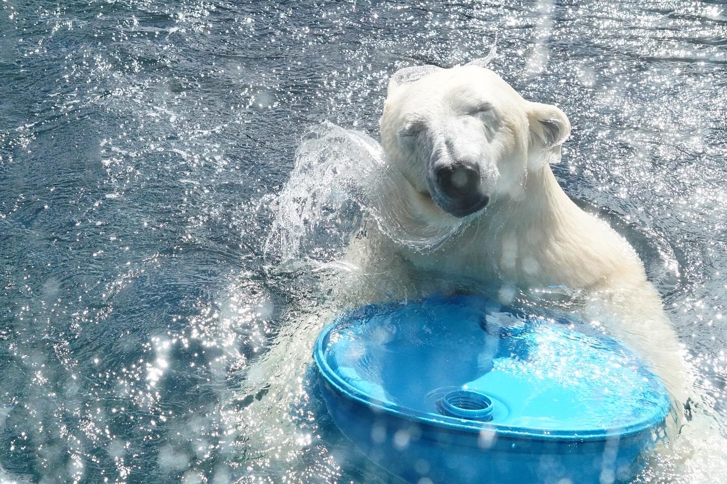 Polar Bear Fun in the Sun