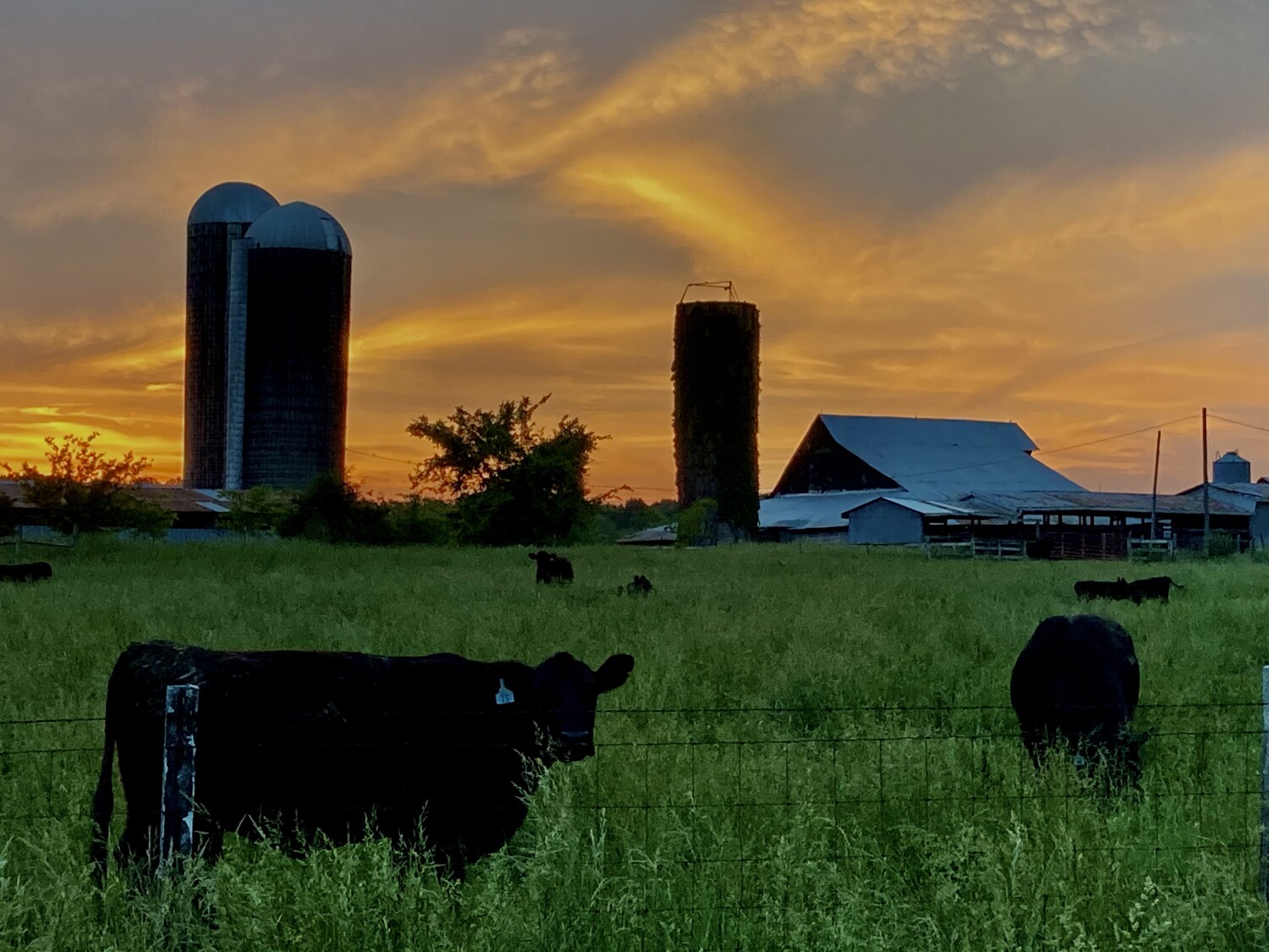 Evening in the country