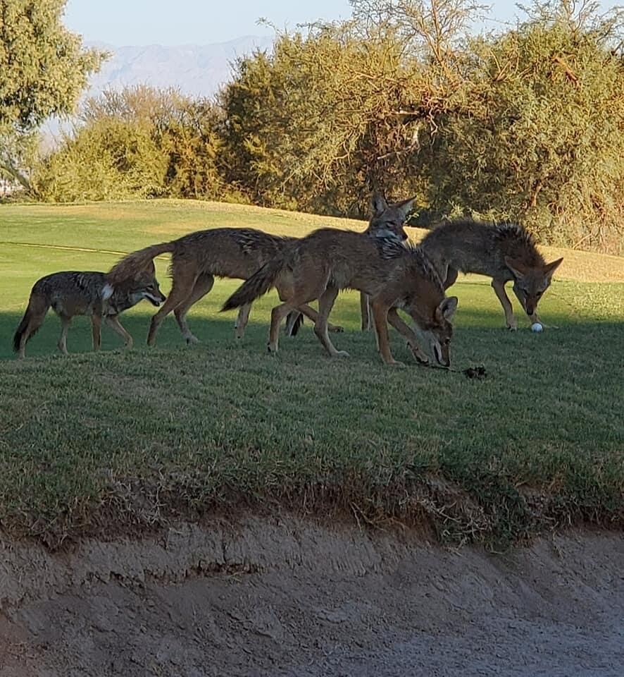 Curious Coyotes.