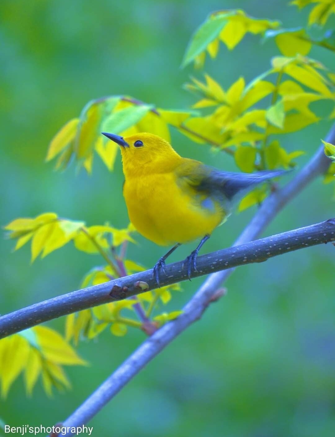 Prothonotary warbler