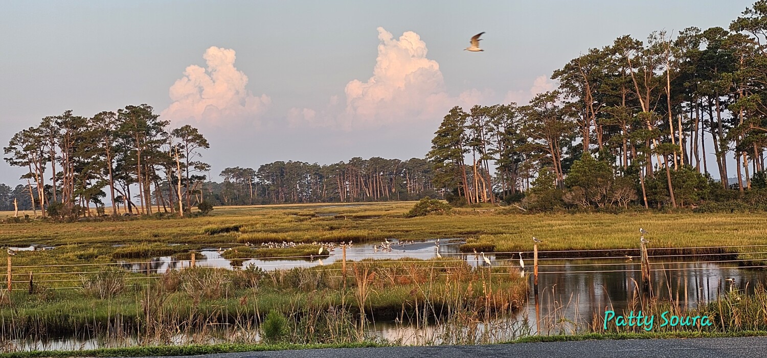 Looking for wild horses.