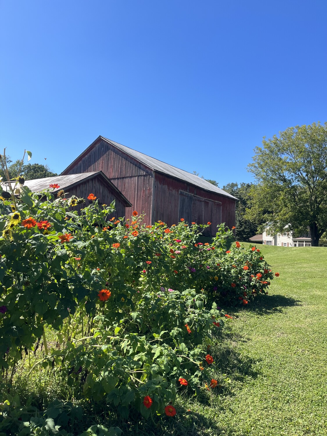 Flowers by the barn