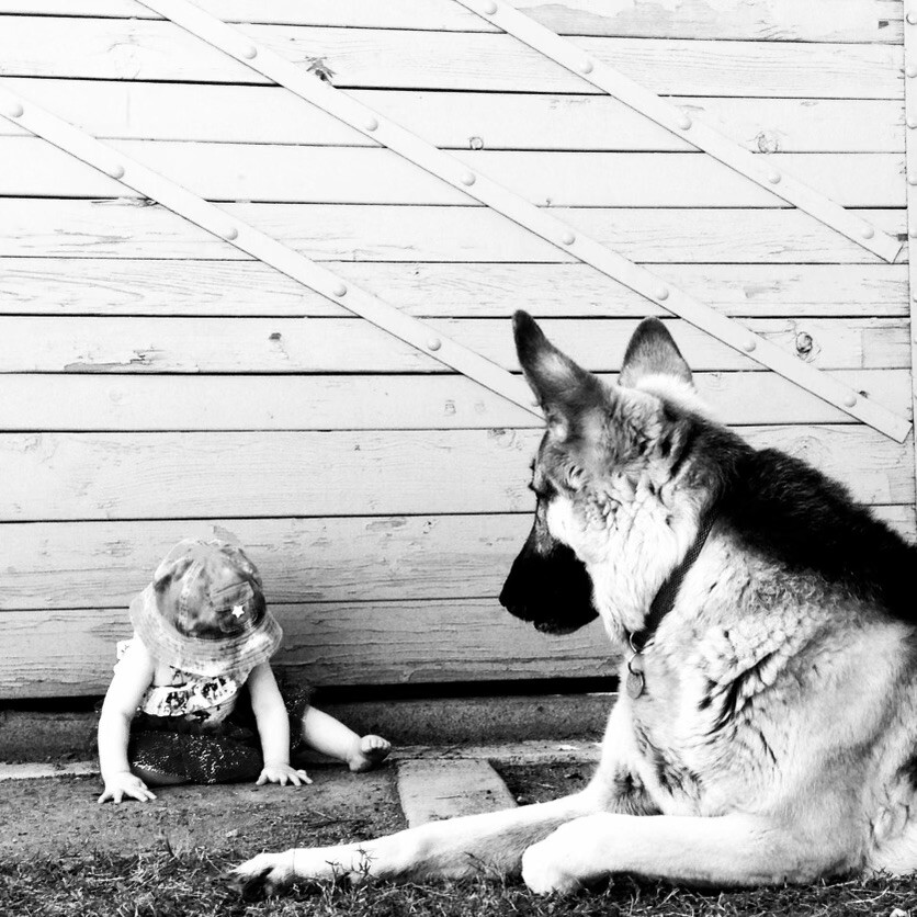 Dog watching over little girl