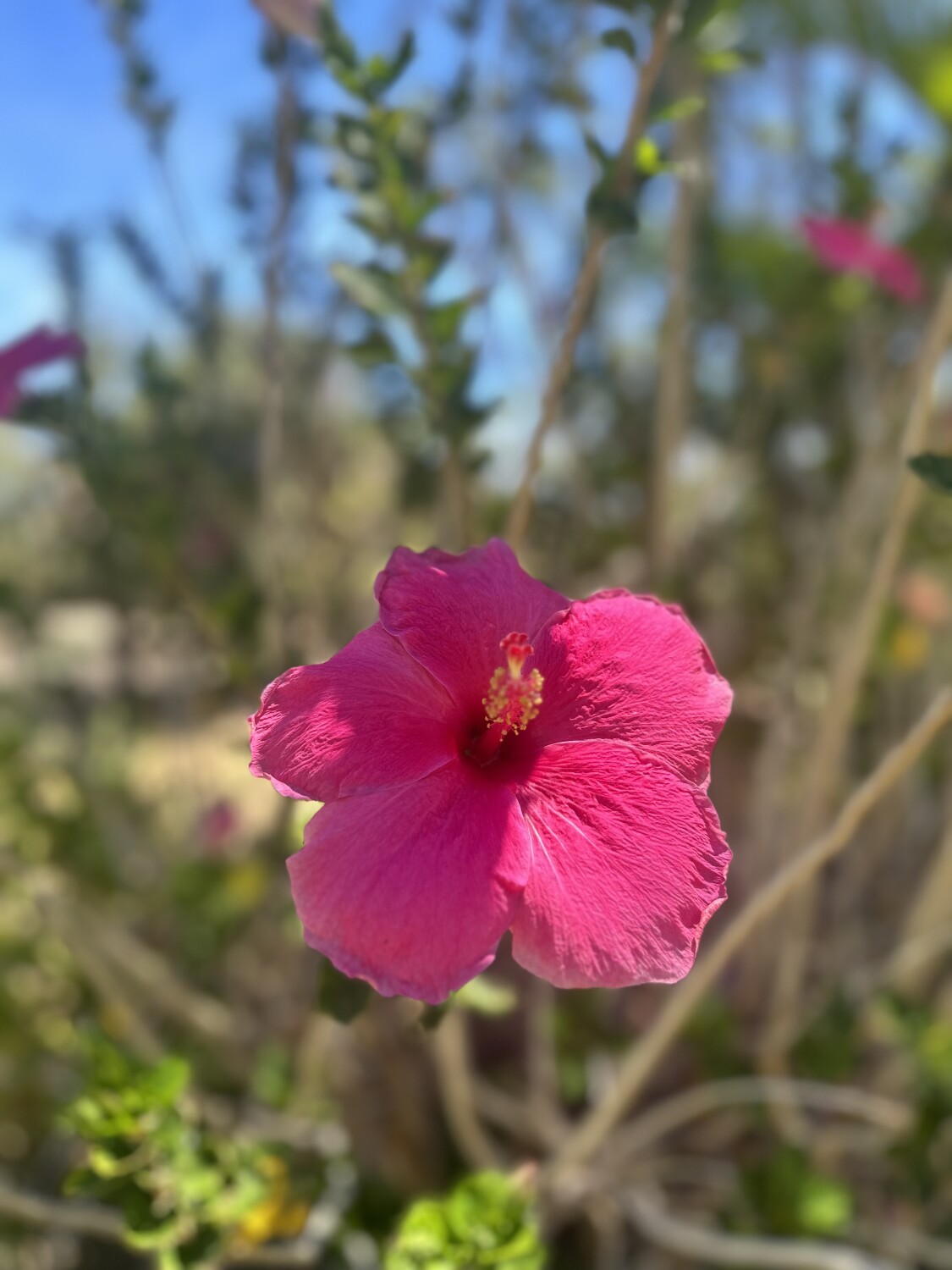 Pretty in pink Hibiscus