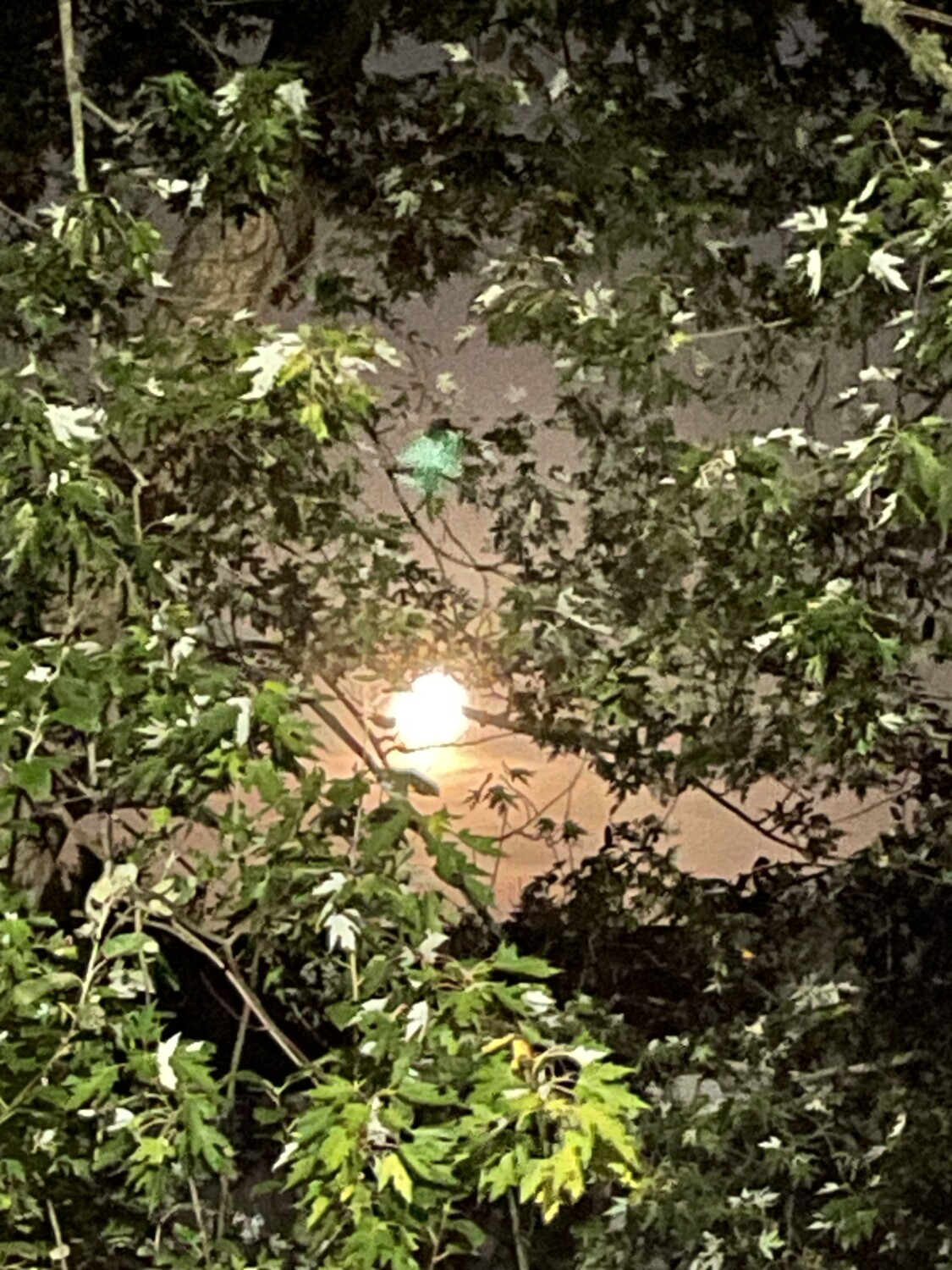 September morning moon