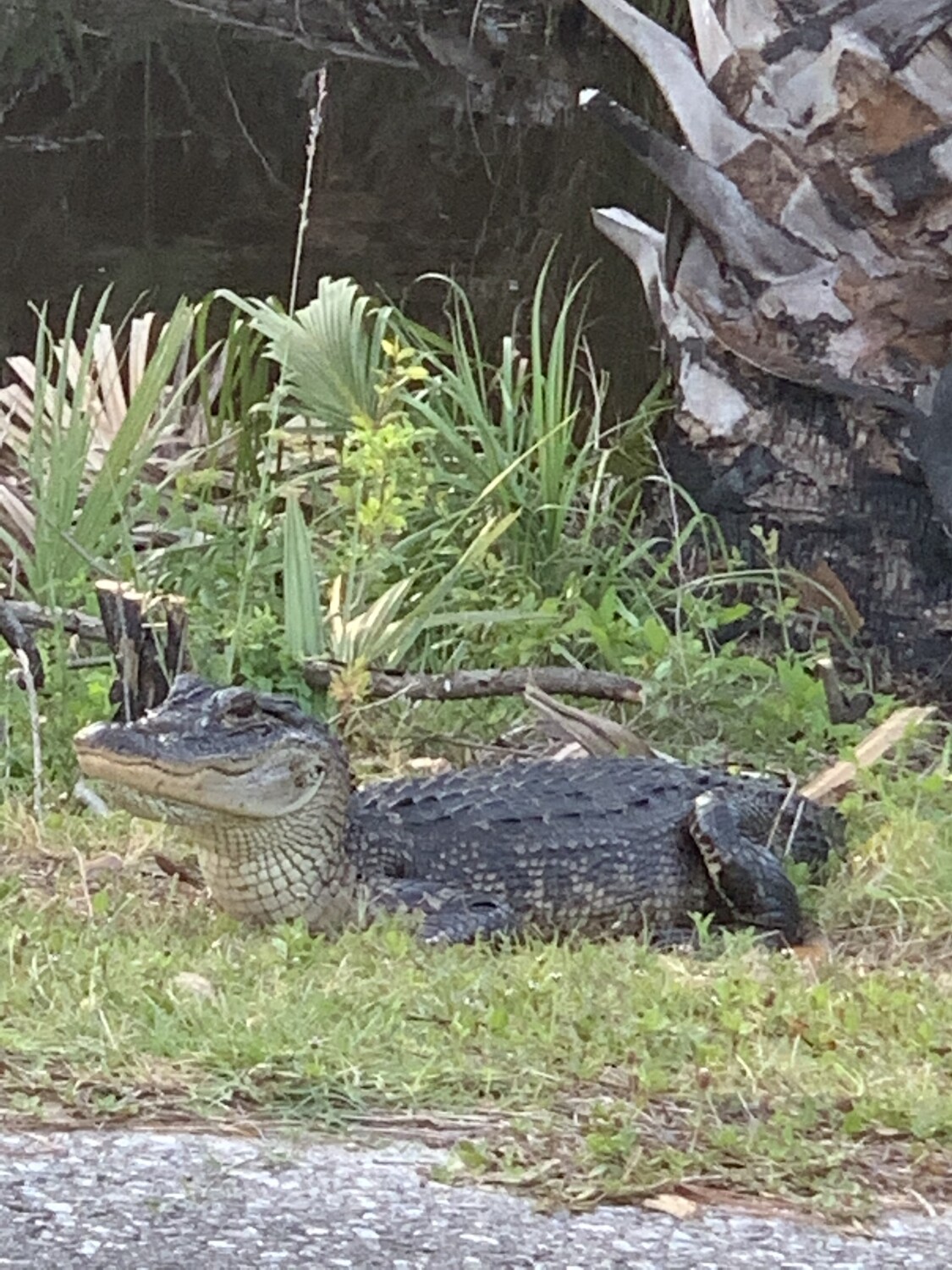 Lighthouse Road Gator
