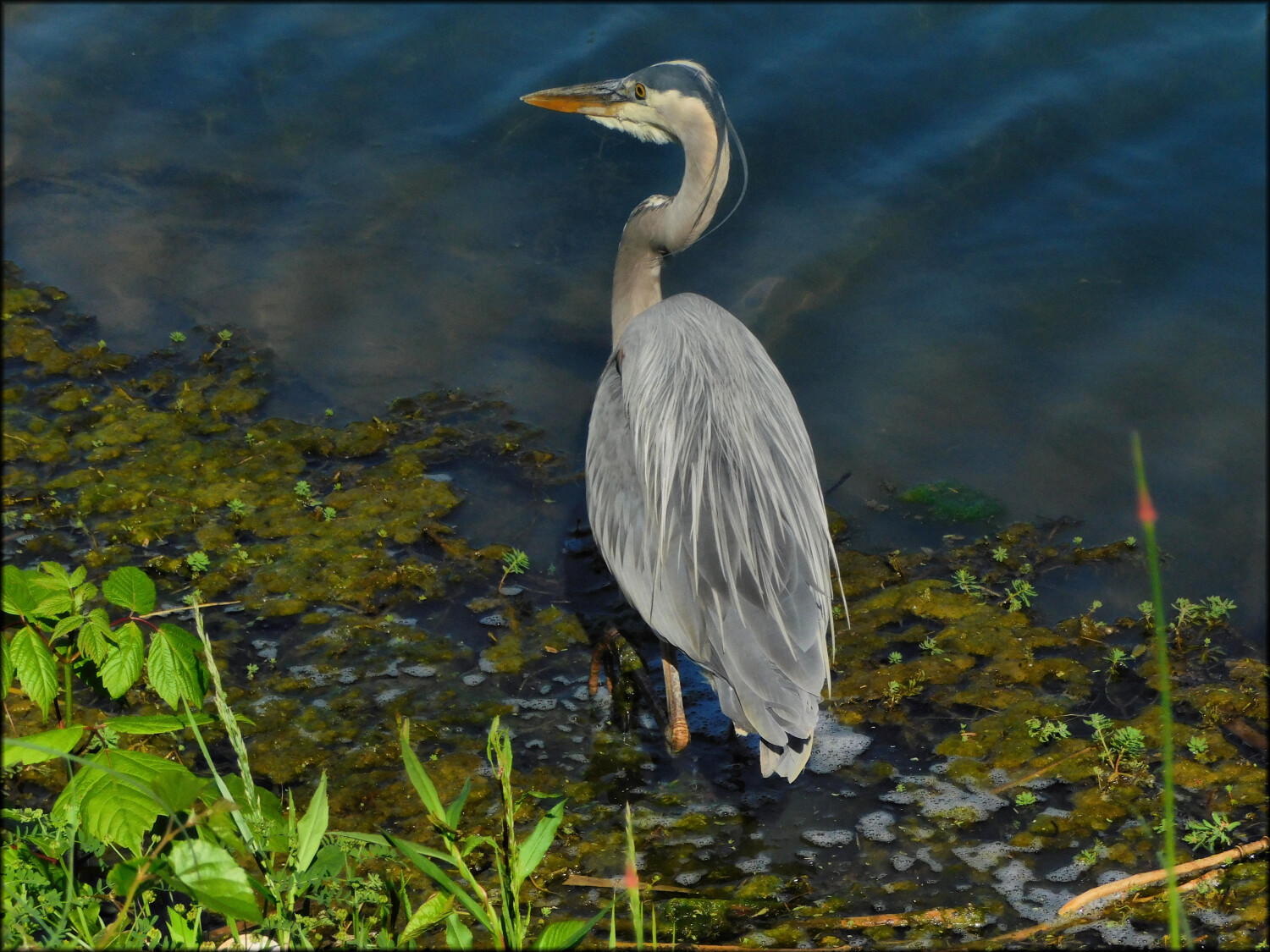 "Great Blue Heron"