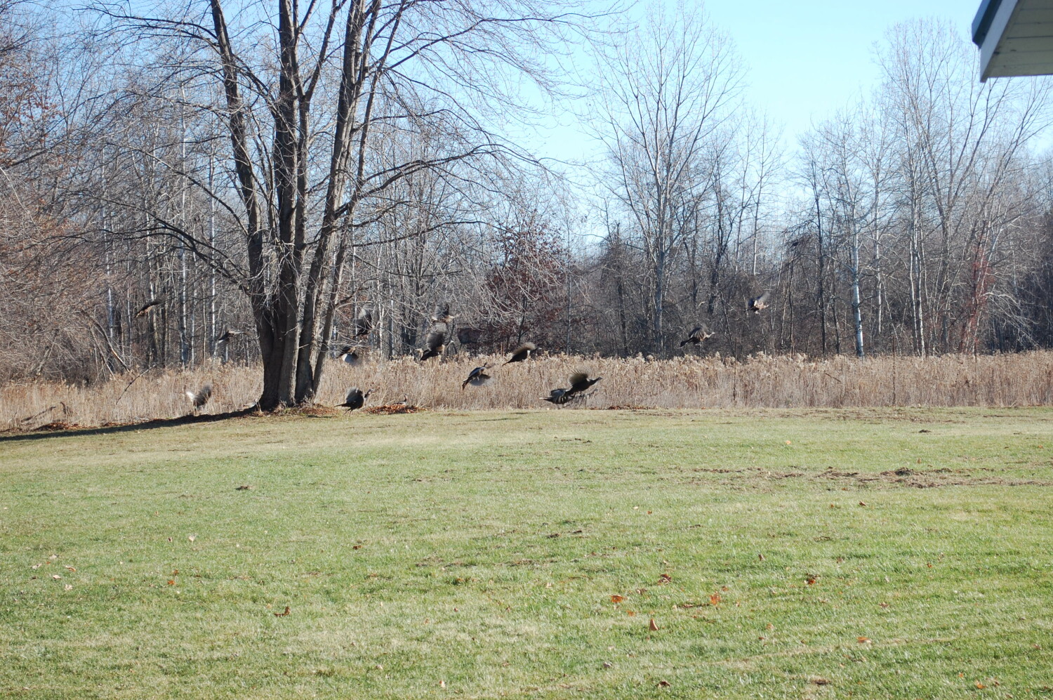 Wild Turkeys
