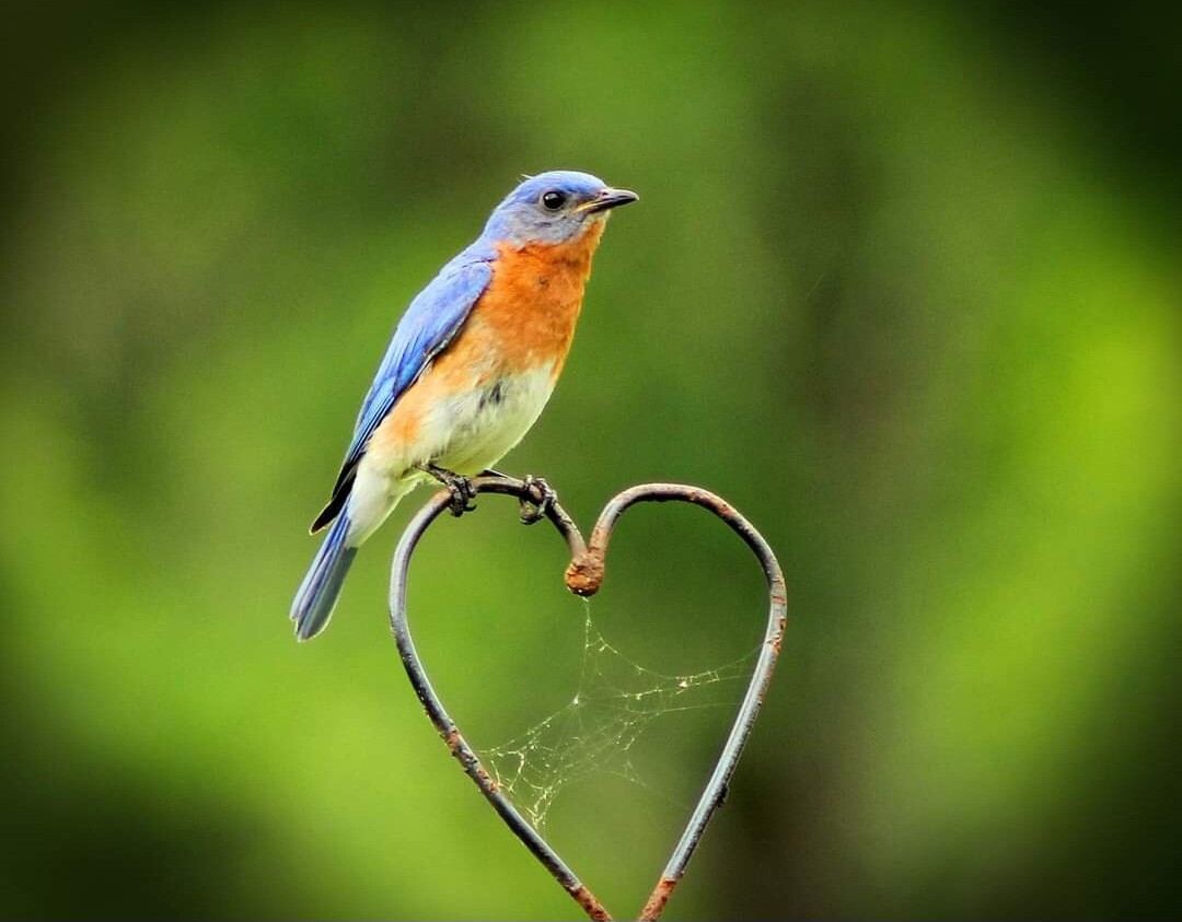 Springtime Bluebird