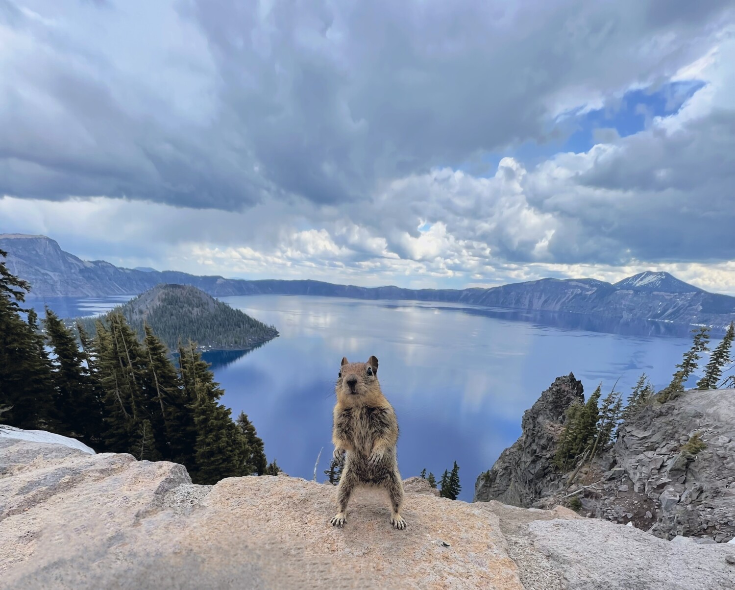 Curious Cautious Squirrel