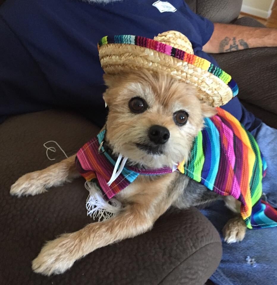 Charlie Doesn’t Know He’s A Dog