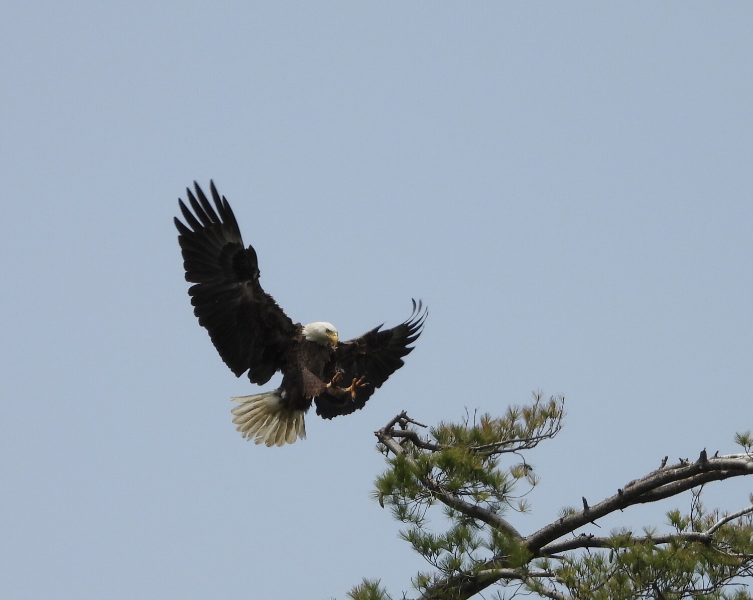 Coming in fir a landing