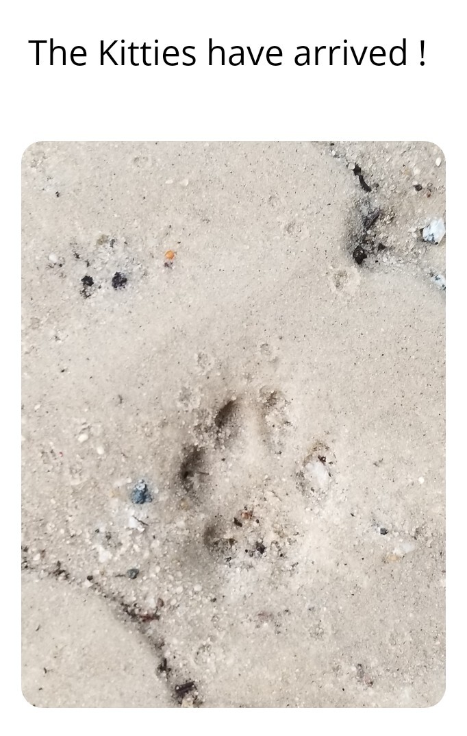 Paw prints