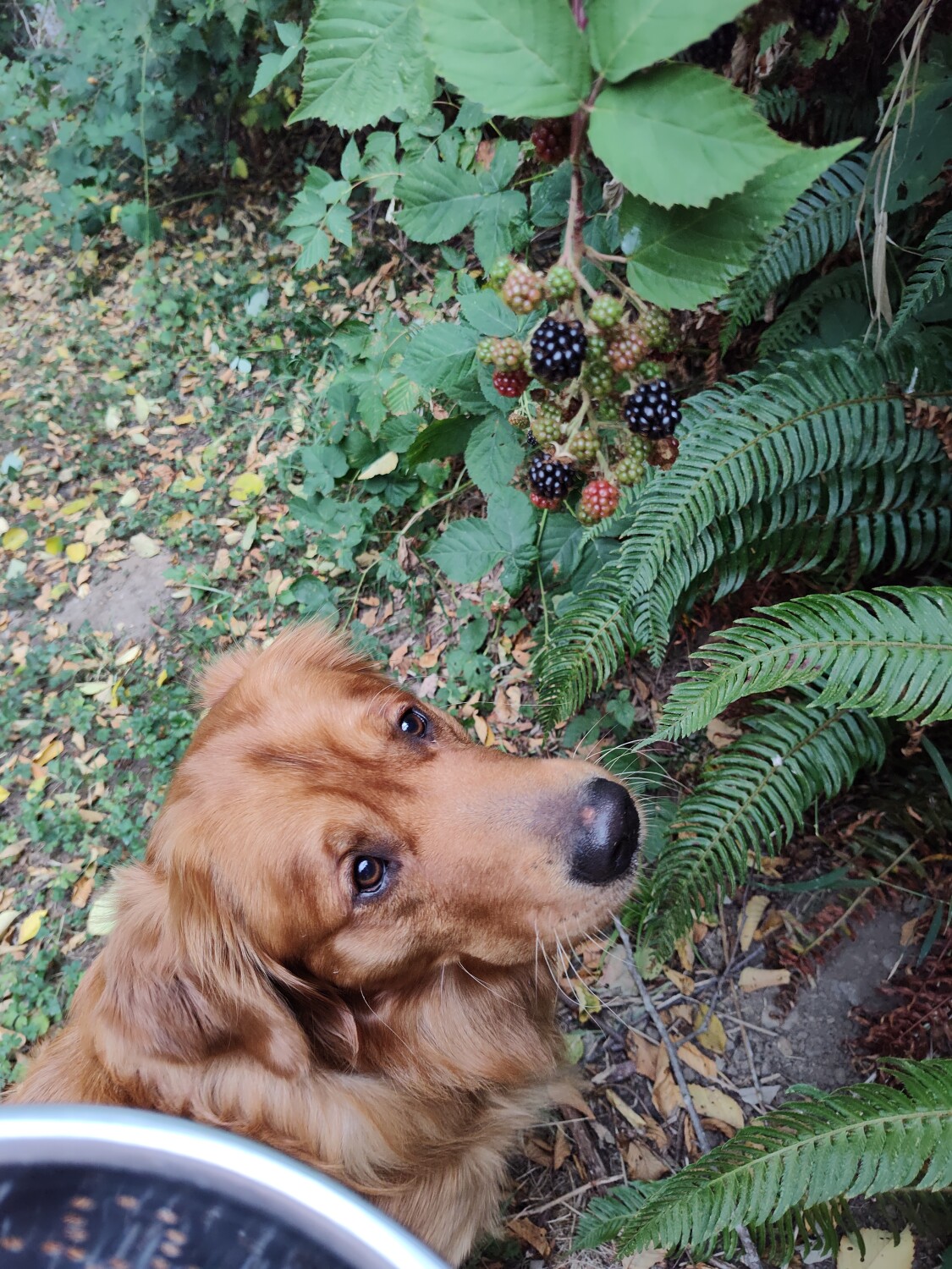 Jasper loves blackberries