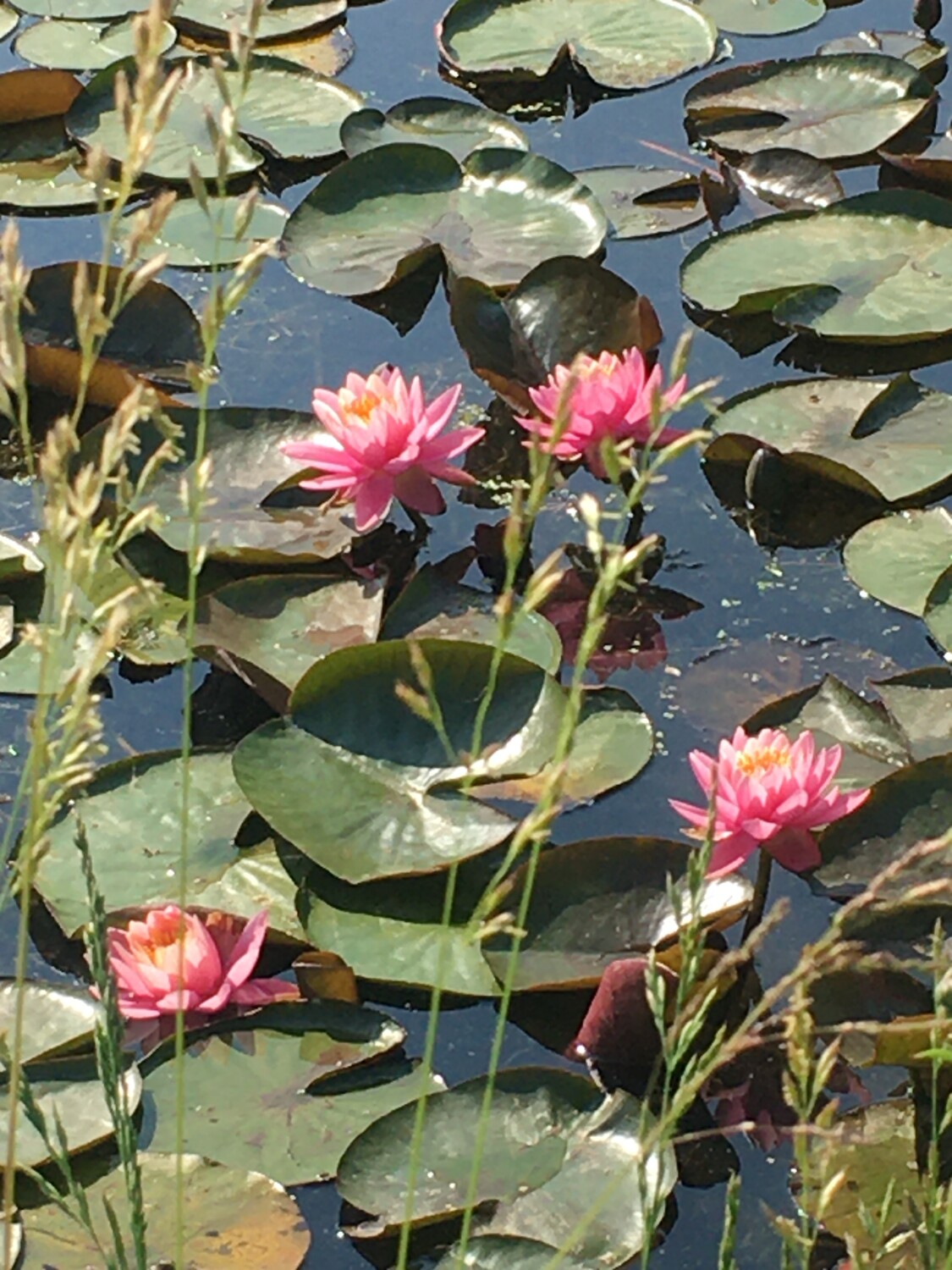 Pink beauties🌸💕🌷