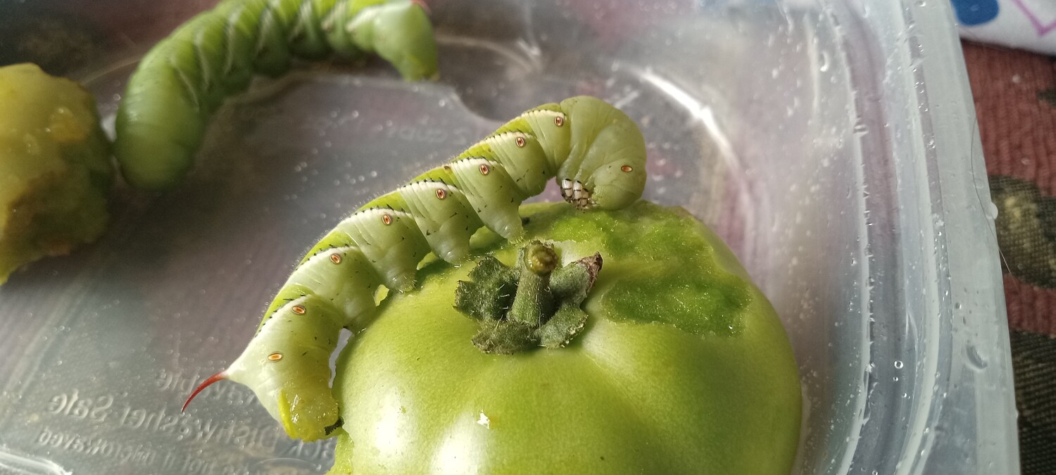Hornworms