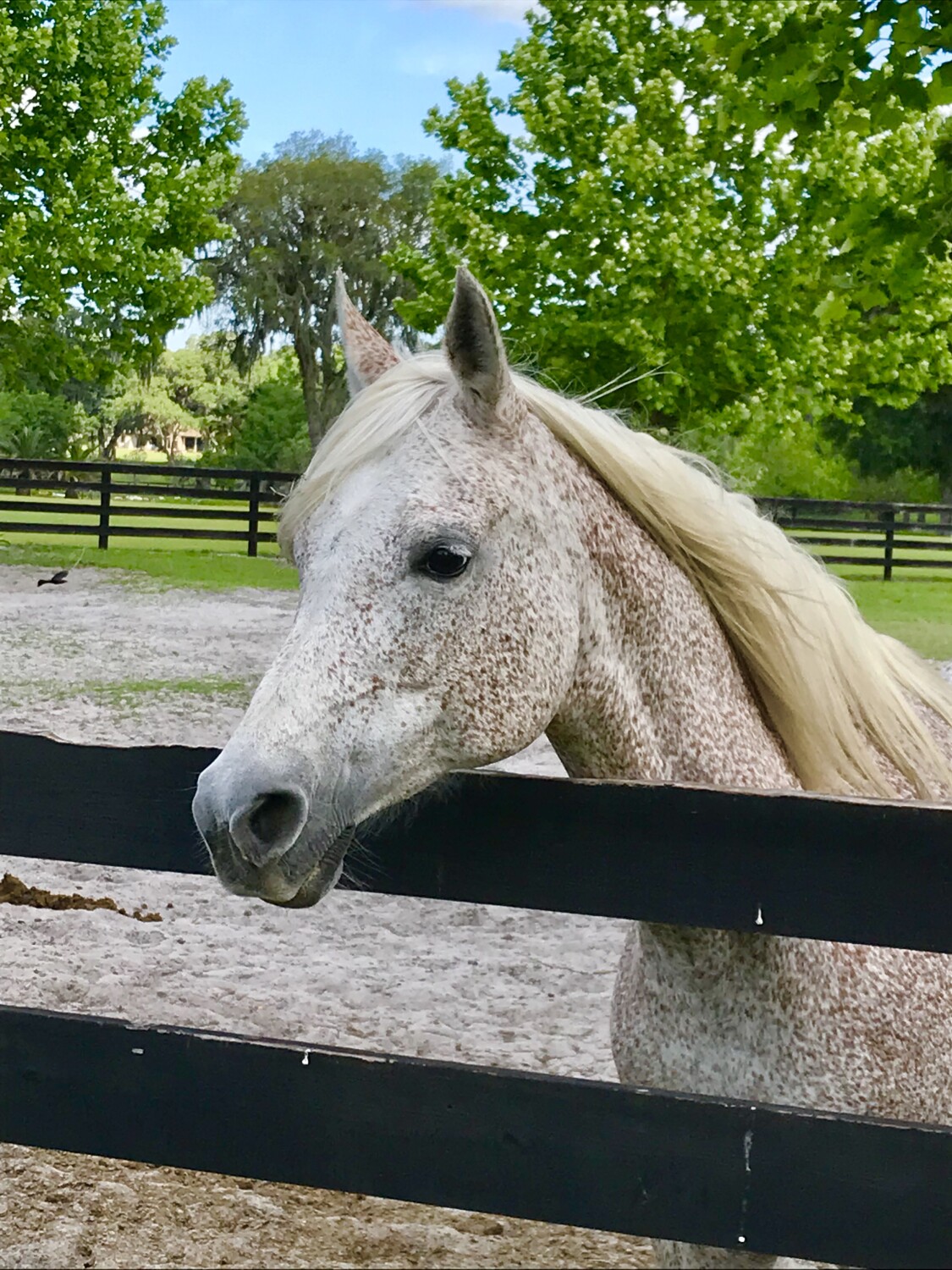 Horse looking over the fence