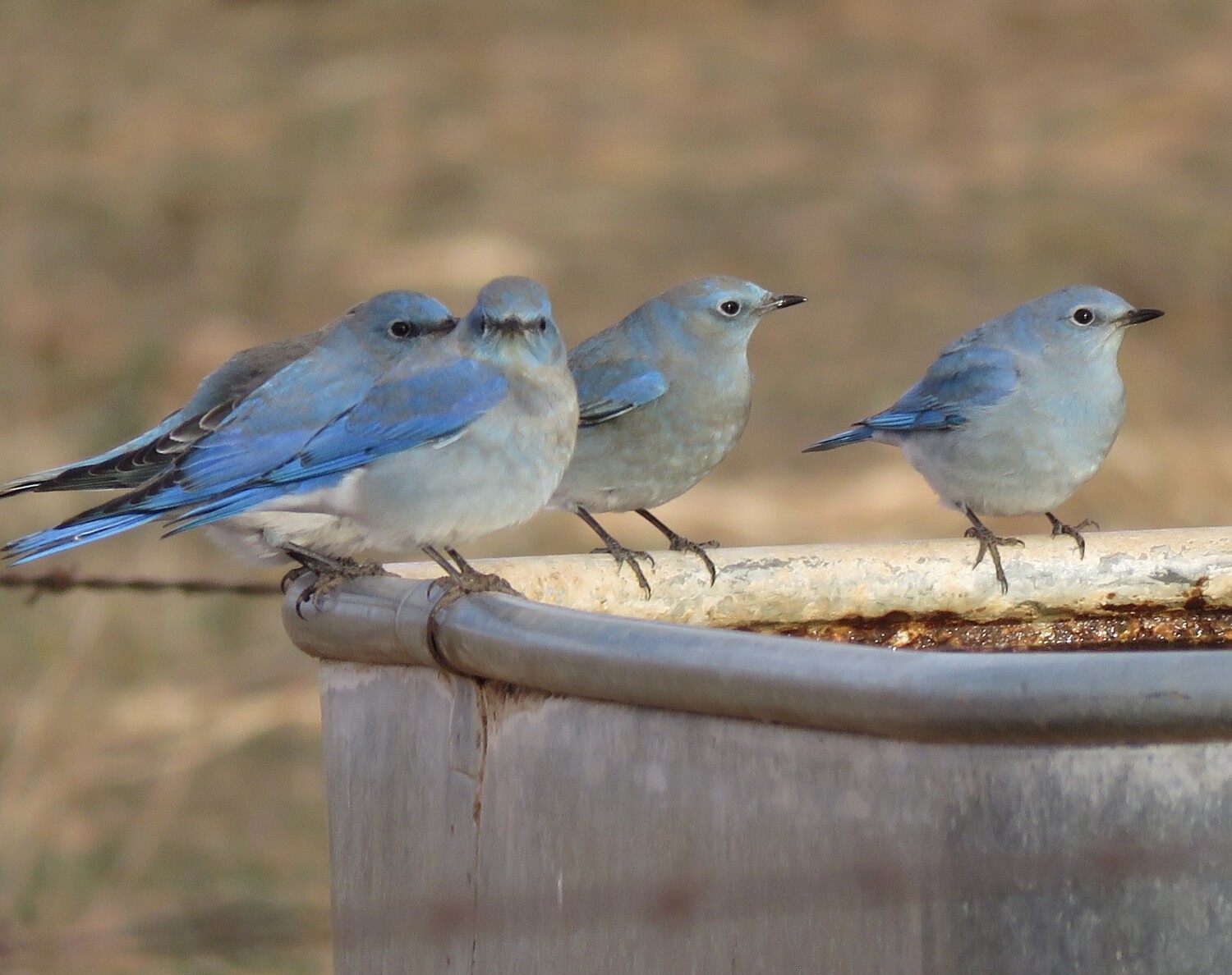 Winter Bluebirds