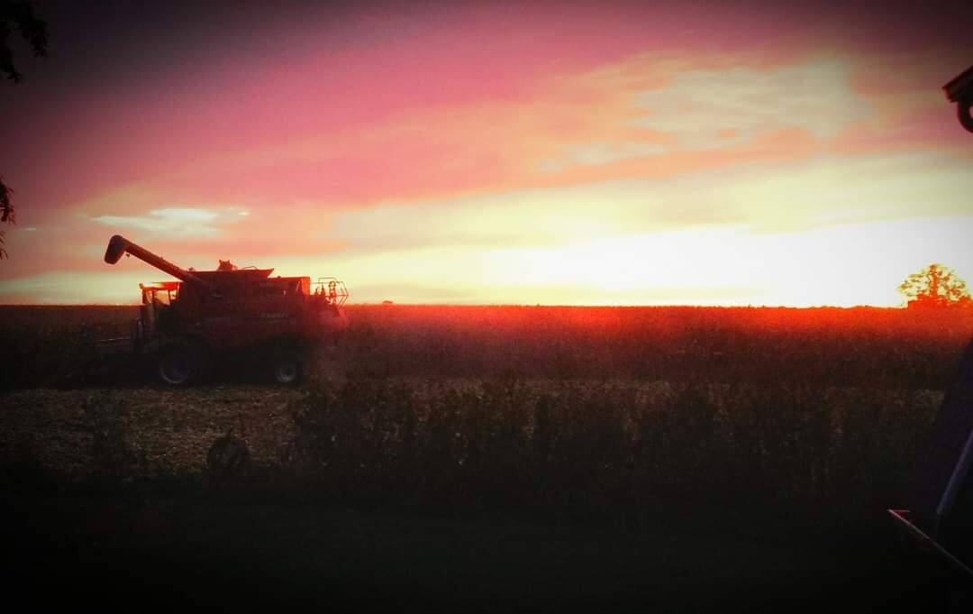 Harvest sunset