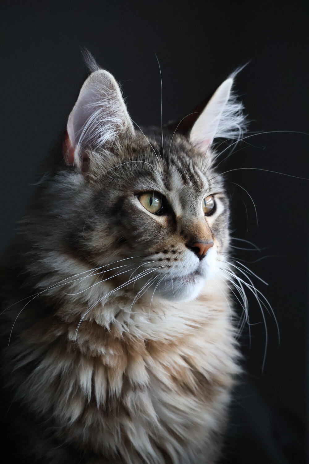 Majestic Maincoon