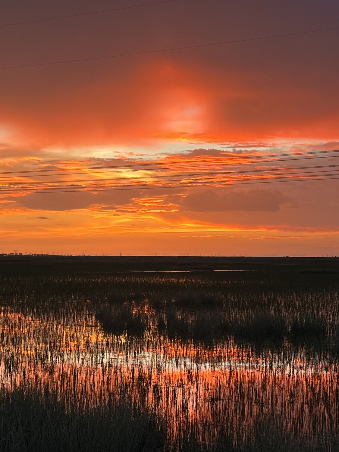 Our beautiful Everglades