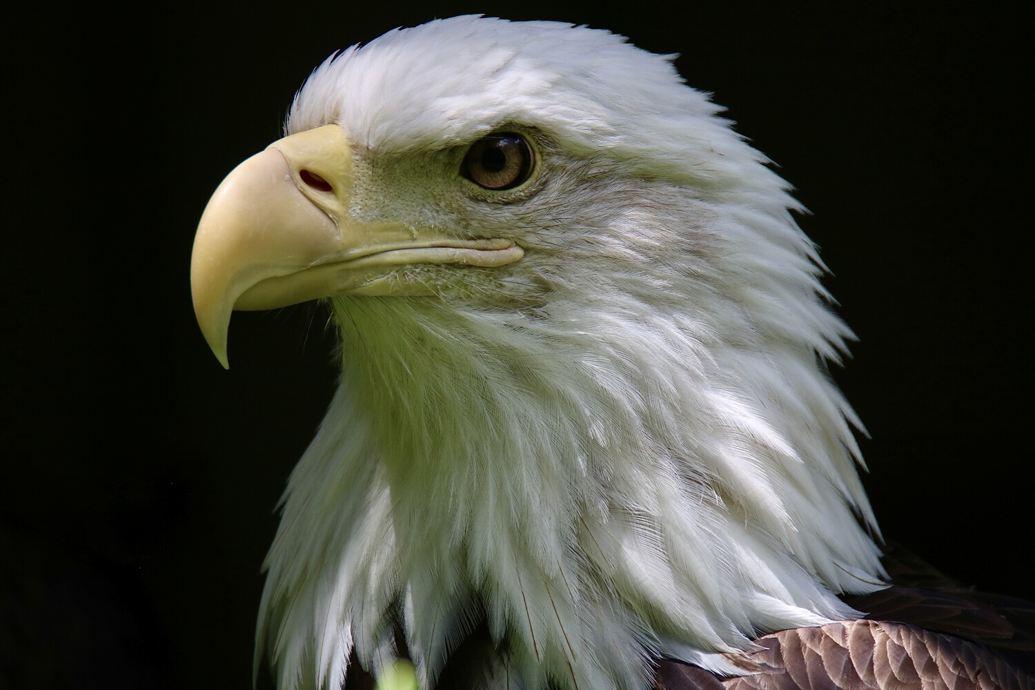 Bald Eagle